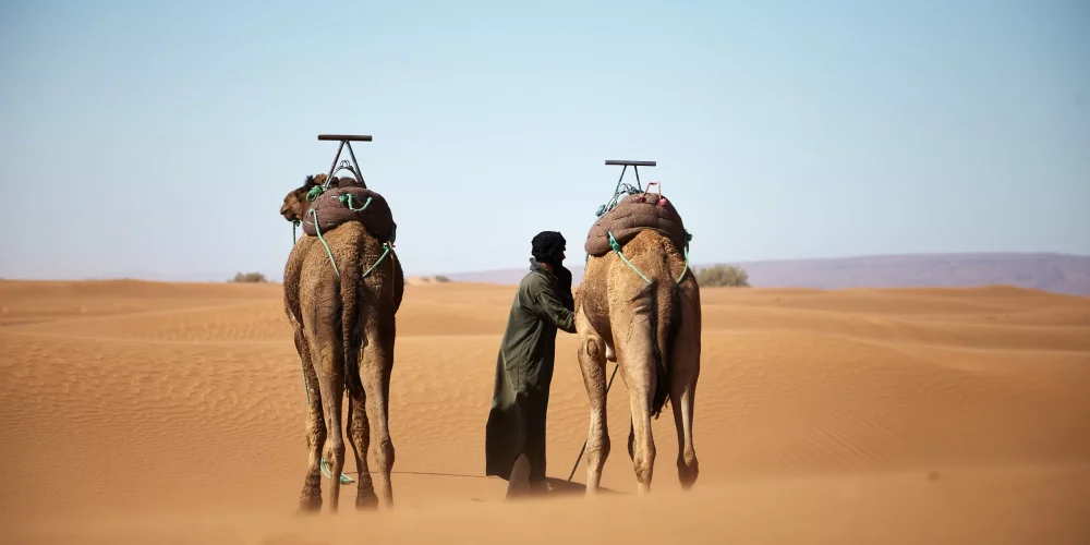 Camel safari