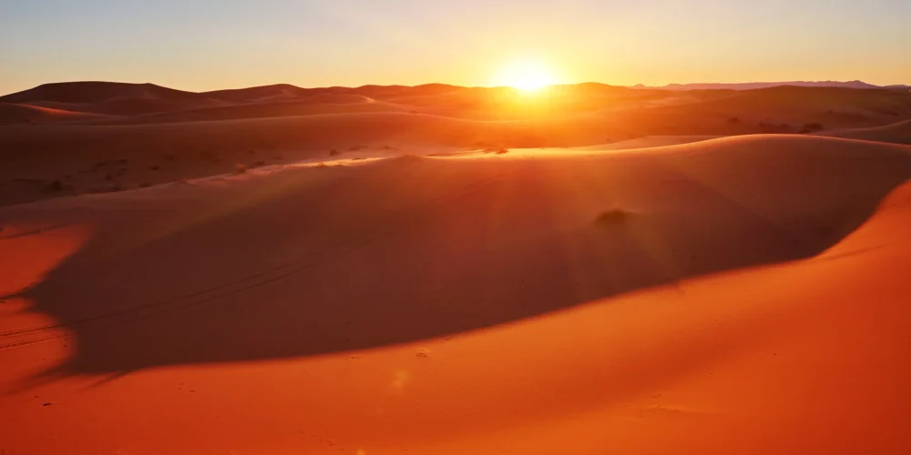 Sunrise safari in Abu Dhabi